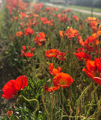 Roches and Pivoines Garden