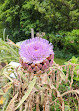 Giardino delle rocce e delle peonie