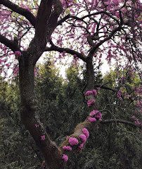 Giardino delle rocce e delle peonie