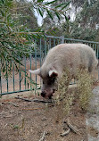 Cohunu Koala Park