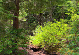 Emerald Basin