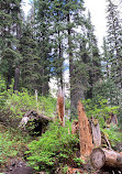 Emerald Basin