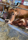 Canada Agriculture and Food Museum