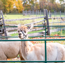 Wilhaven Ridge Alpacas