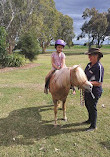 Sunshine Coast Party Ponies and petting zoo