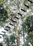 TreeTop Challenge Big Pineapple - Australia's Highest Adventure Park