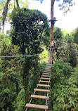 TreeTop Challenge Big Pineapple - Australia's Highest Adventure Park