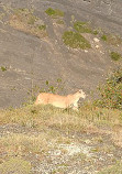 Awasi Patagonia - Relais & Chateaux