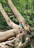 Bushkill Falls