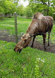 Zoológico de Toronto