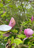 Haarlemmer Kweektuin