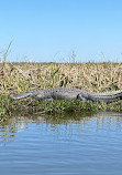 Swamp Explorers