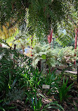 The Sydney Fernery