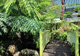 The Sydney Fernery