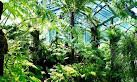 The Sydney Fernery