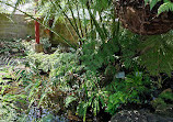 The Sydney Fernery