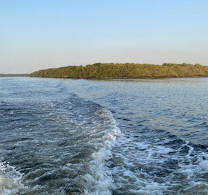 Al Zorah Mangrove Tours