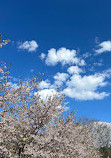 The Cherry Blossom Scarborough