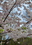 The Cherry Blossom Scarborough