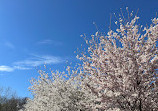 The Cherry Blossom Scarborough