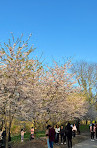 The Cherry Blossom Scarborough