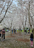 The Cherry Blossom Scarborough