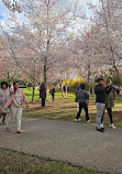 The Cherry Blossom Scarborough