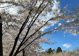 The Cherry Blossom Scarborough