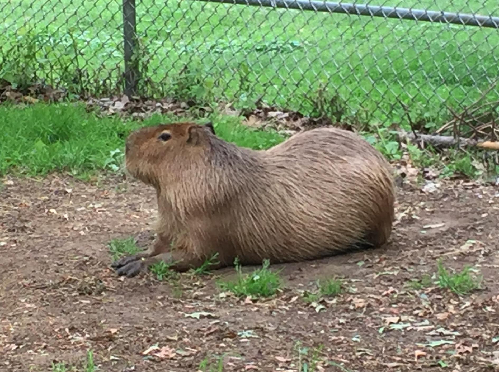 High Park Zoo