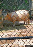 High Park Zoo