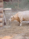 High Park Zoo