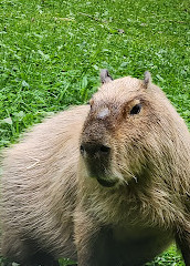 High Park Zoo