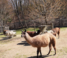 High Park Zoo