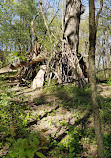 High Park Labyrinth