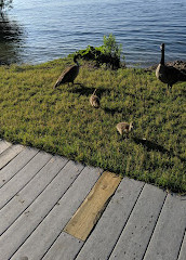 Sunnyside Boardwalk