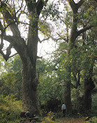 Jambhurdev mandir