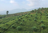 Ceylon Tea Trails - Dunkeld Bungalow