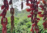 Ceylon Tea Trails - Tientsin Bungalow