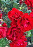 QVG Rose Garden