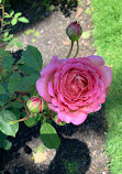 QVG Rose Garden