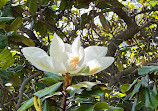 Royal Tasmanian Botanical Gardens