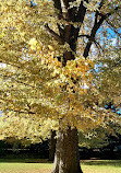 Royal Tasmanian Botanical Gardens