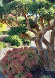 Royal Tasmanian Botanical Gardens