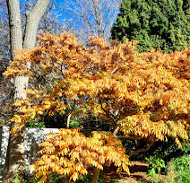 Royal Tasmanian Botanical Gardens