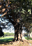 Petersham Park