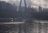 Blackwattle Bay Park