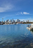 Blackwattle Bay Park