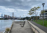 Glebe Fig Trees