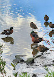 Waterbird Refuge