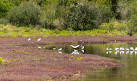 Waterbird Refuge